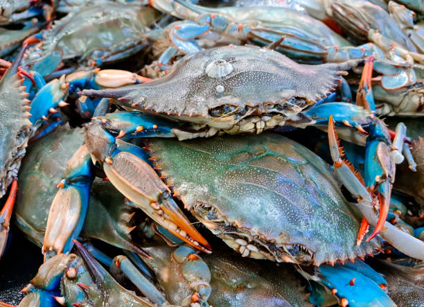 Crab