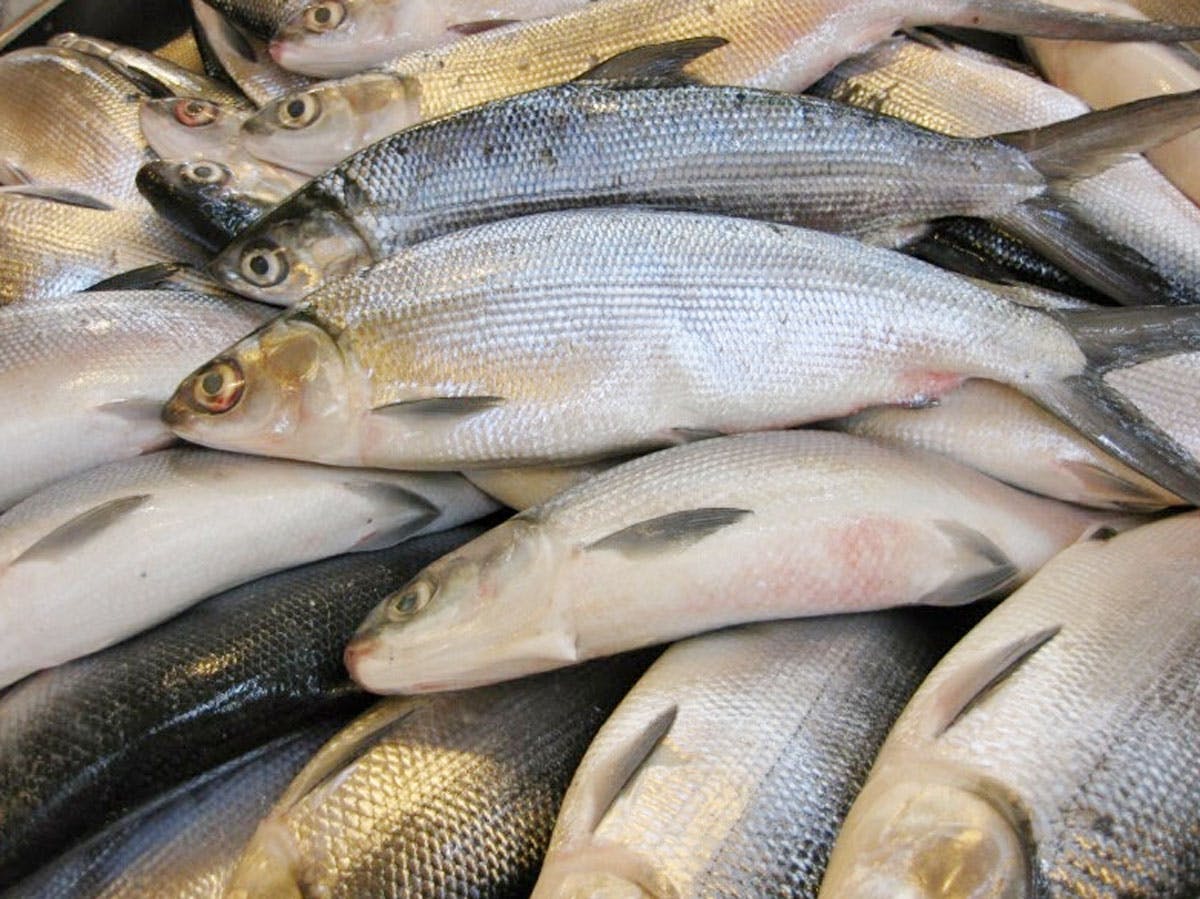 Fish