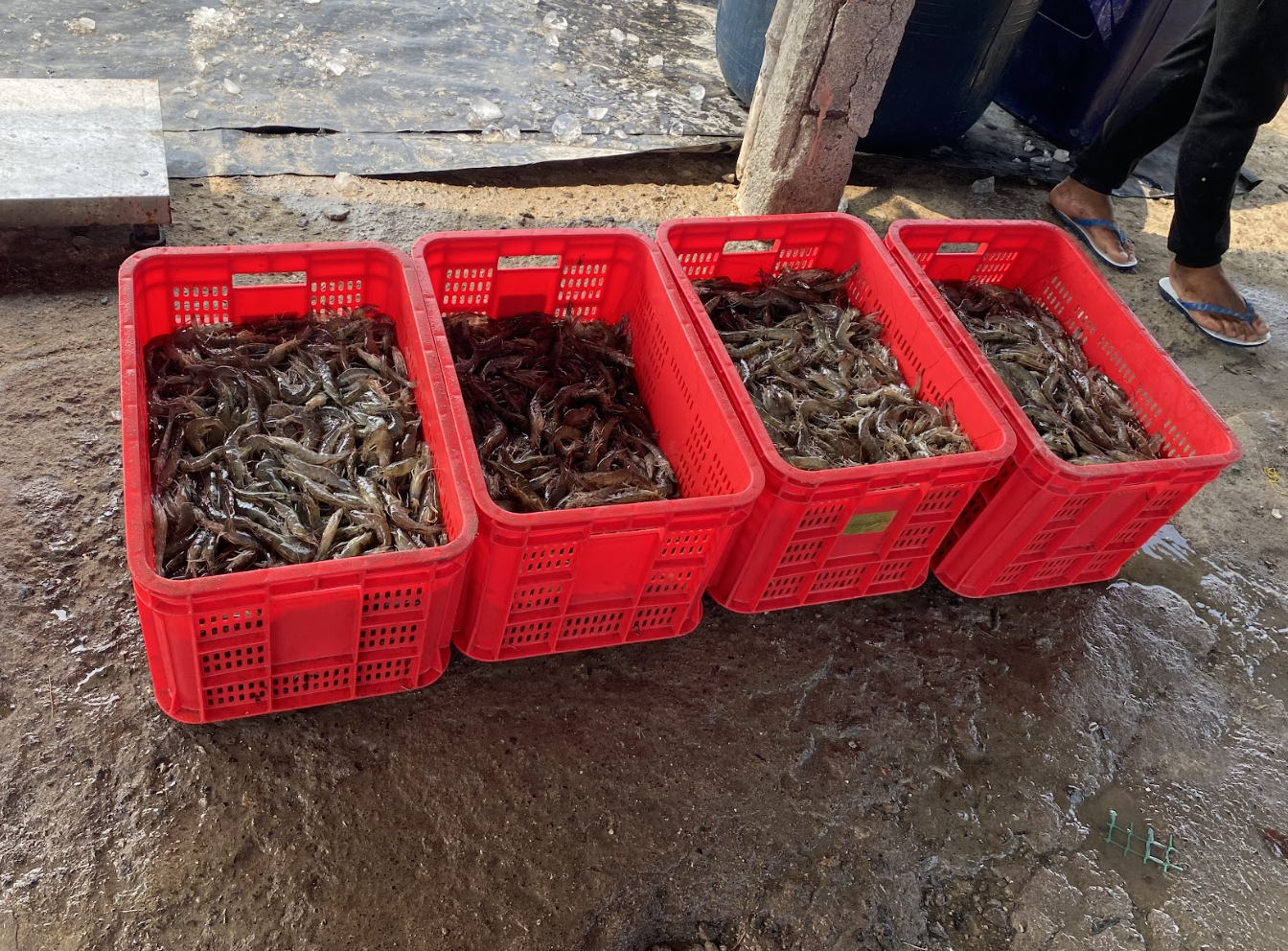 Quality Seafood