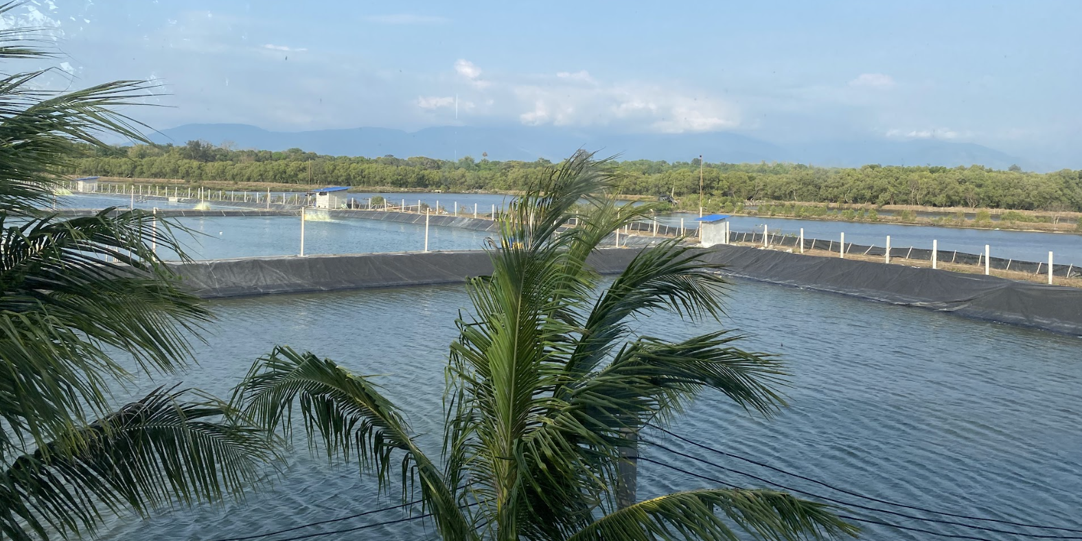 Sustainable Ponds
